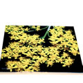 solidago 0079.jpg